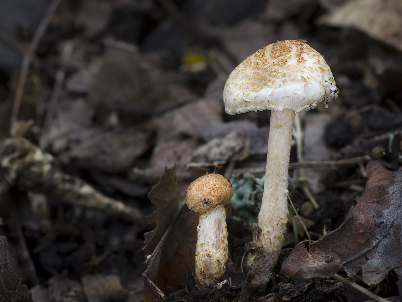 Lepiota subalba var. brunneoaurantia